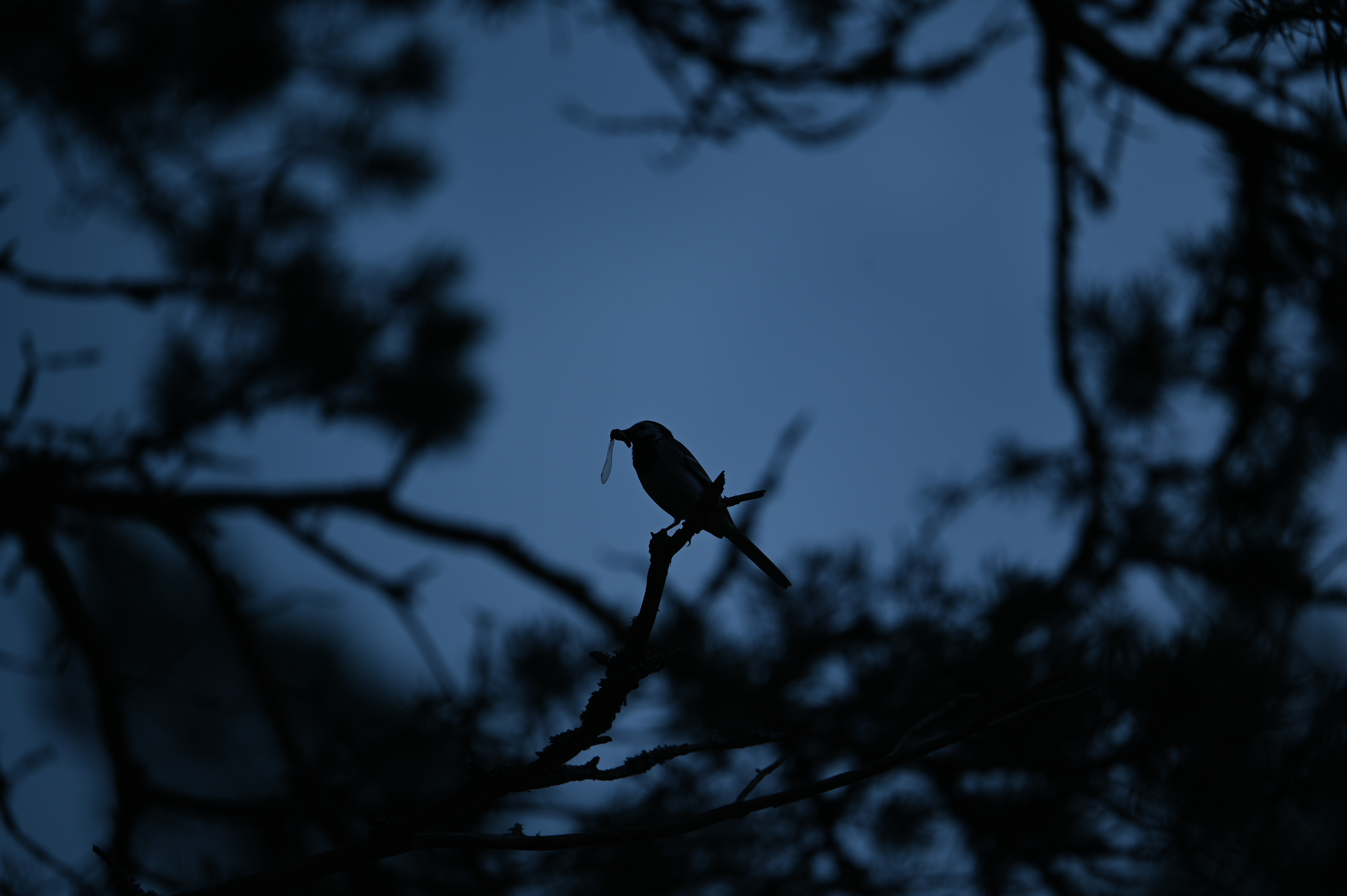 2025/07/09-14 - trip/DSC_0375.JPG